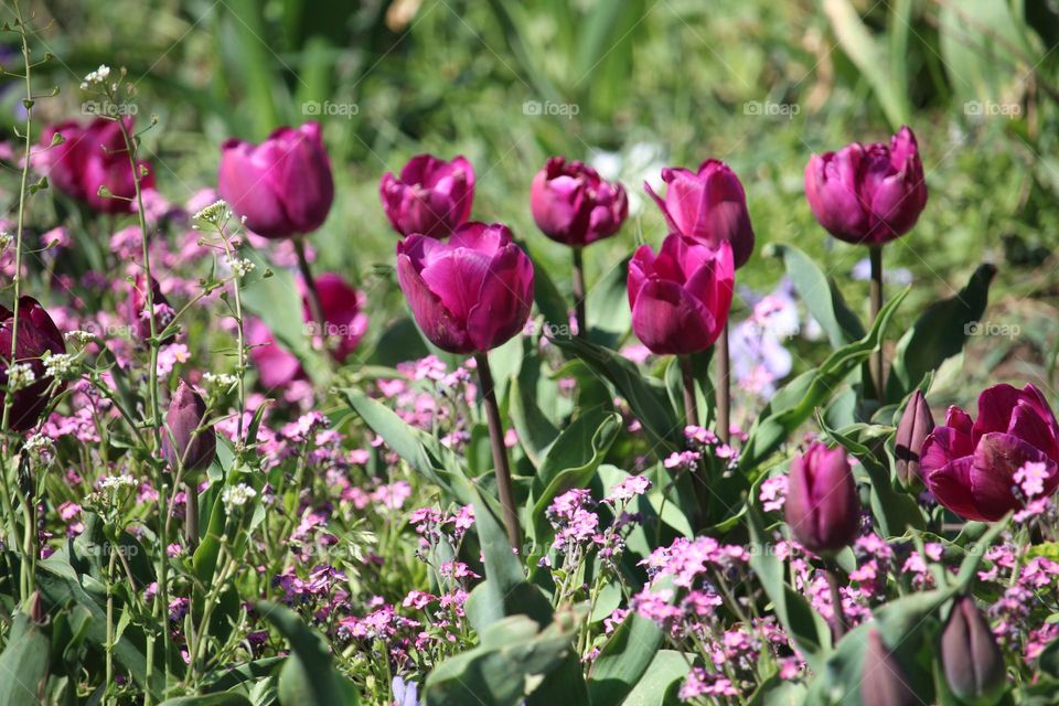 Tulip and spring flowers