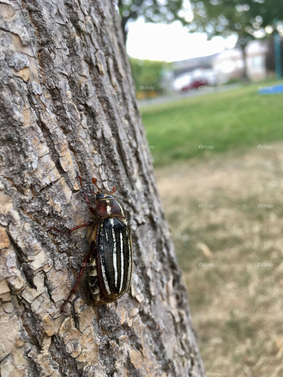 June bug crawling on a tree