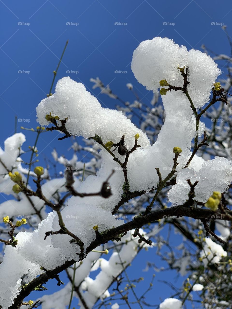 Snow kiss on a tree branch