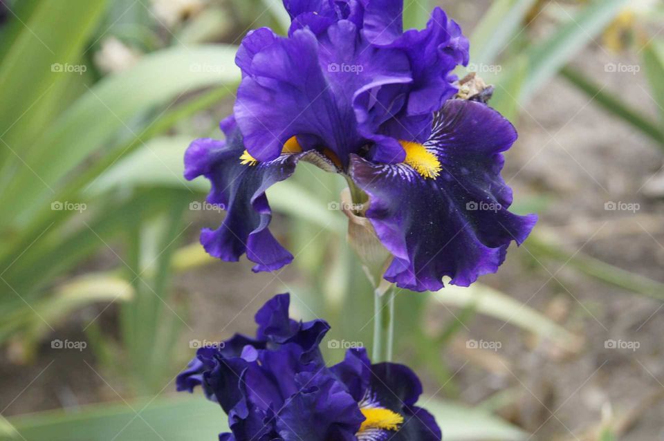 royal purple. blossom