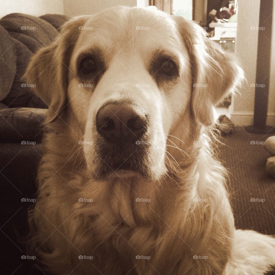 Golden retriever