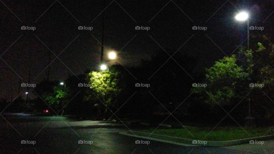 Tree, Light, Street, Landscape, Road