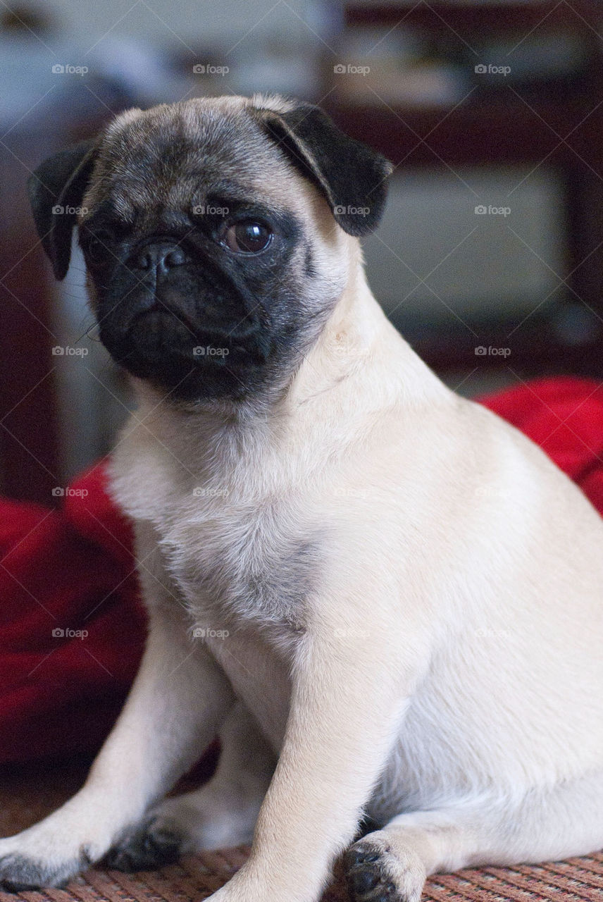 closeup dog pet pug by arthurmb