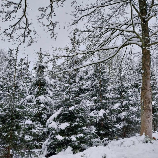 frost