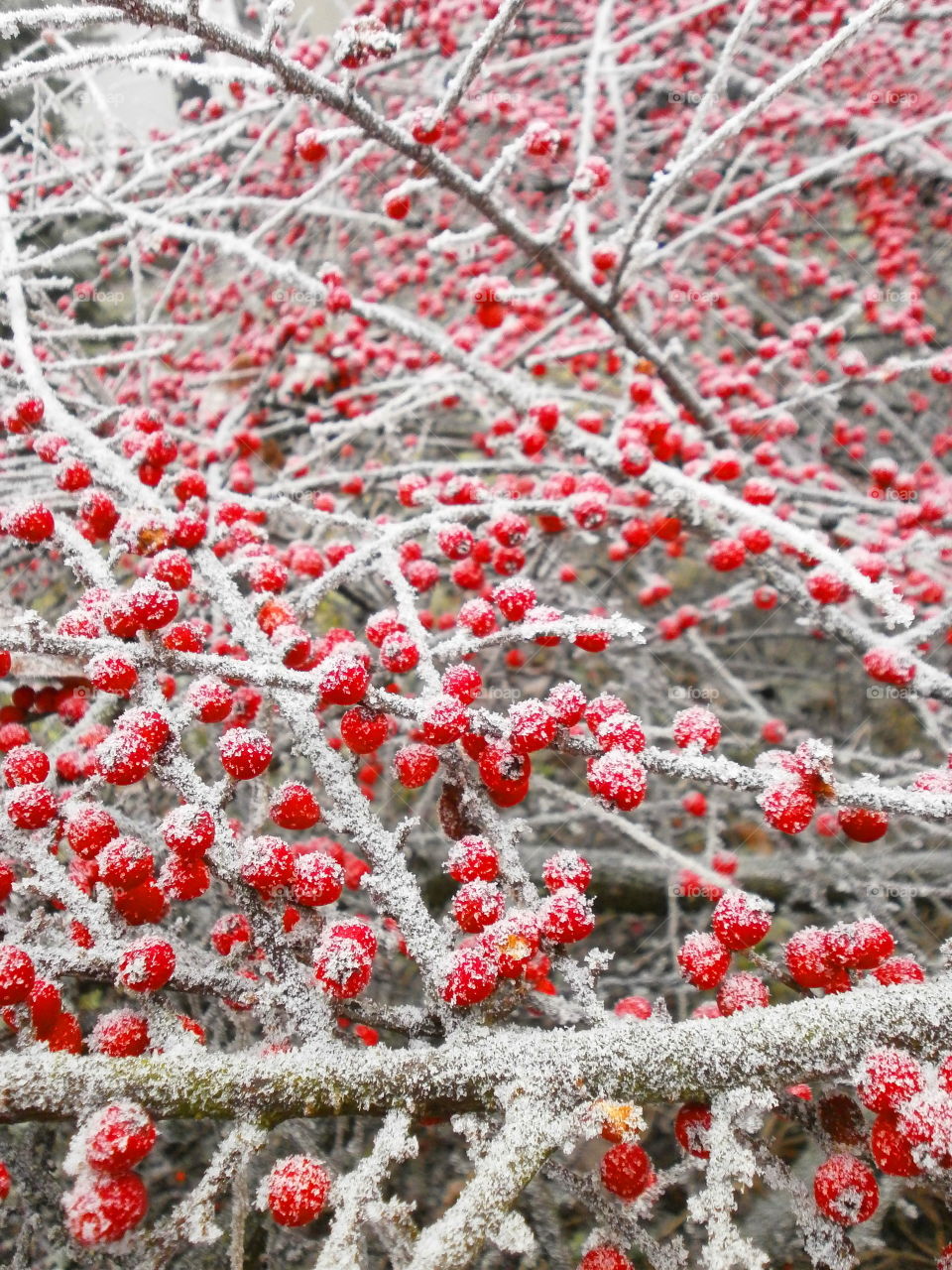 Red briar berry covered with white snow