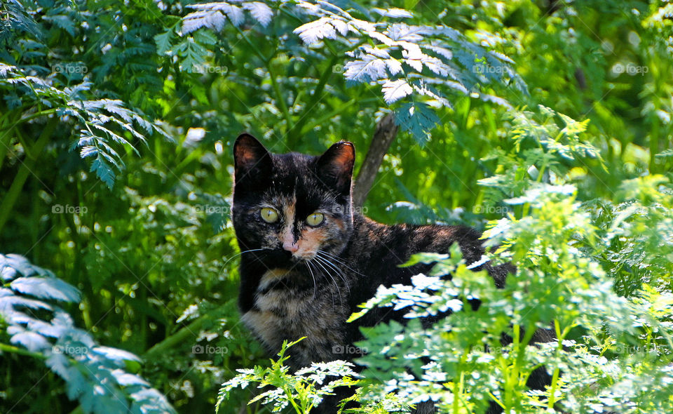 Wild cat in the park 
