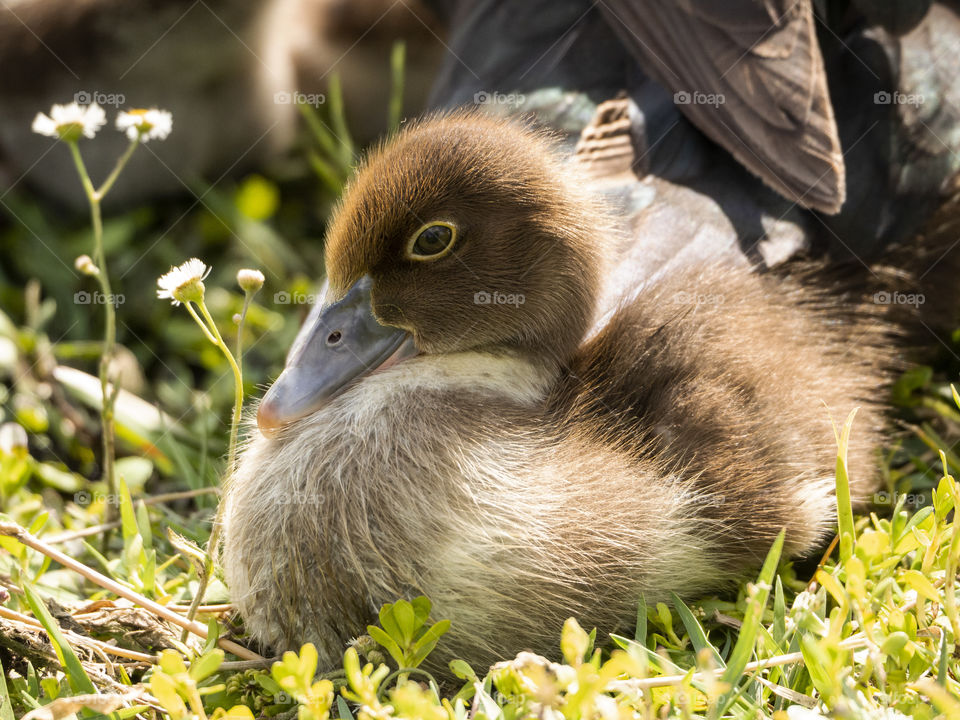 Baby Furry Muscovy Duck