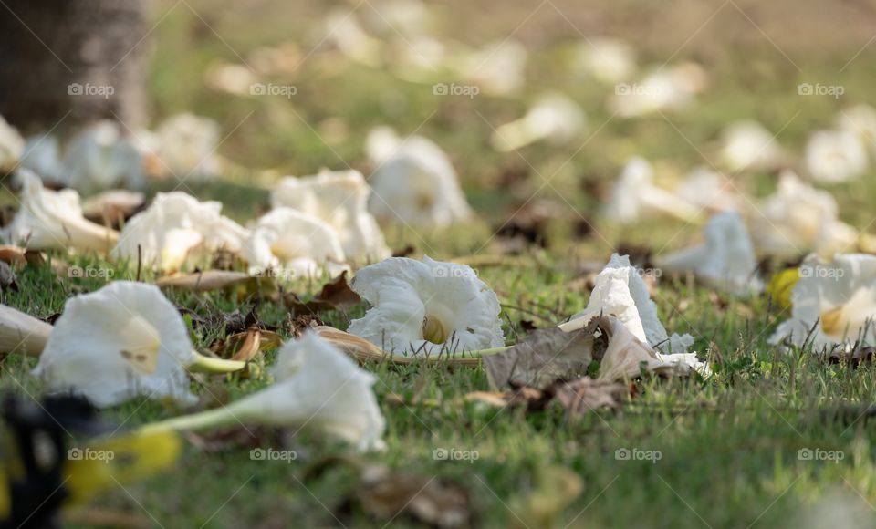 Flowers on the ground