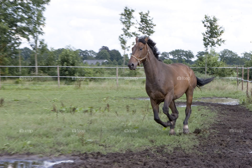 galloping 