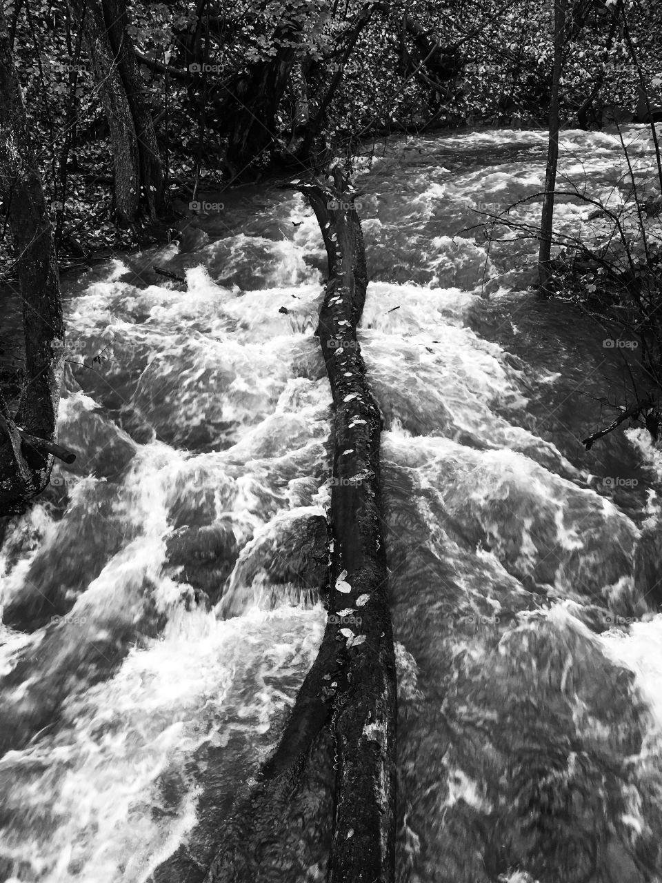 Rapids and trunk