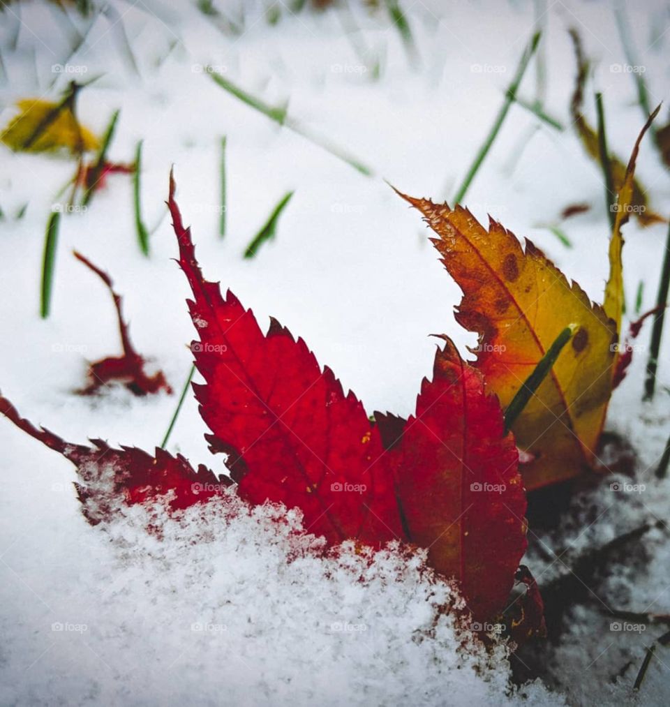 fall leaves in the snow