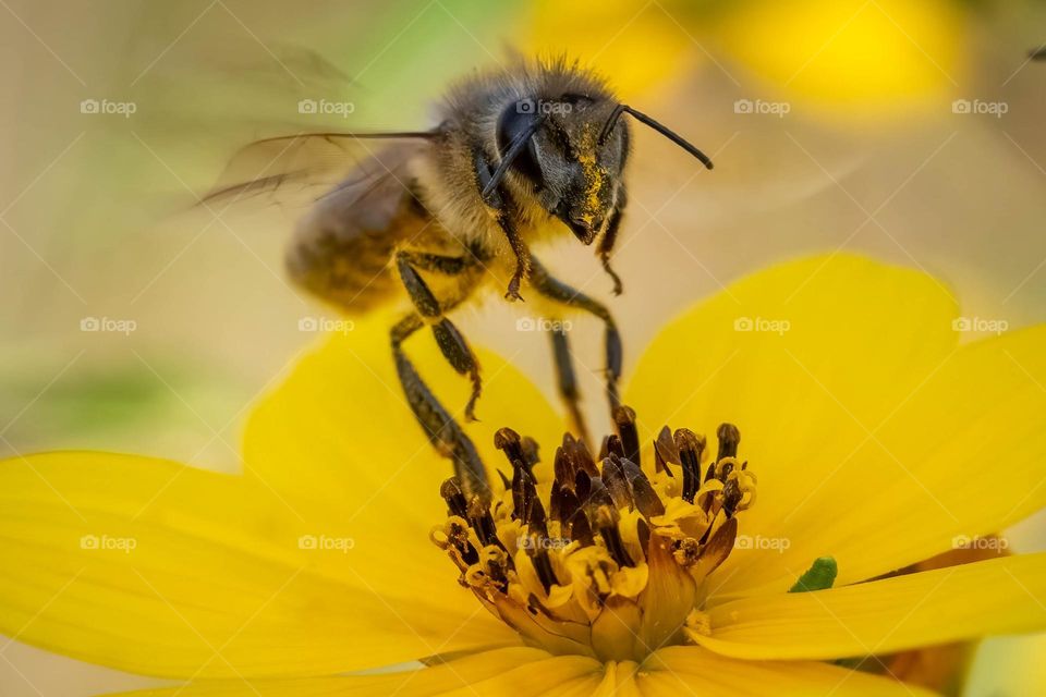 A Western honey bee, European honey bee (Apis mellifera) comes in for a landing. 