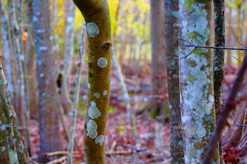 Tree trunk and pink leaves in forest