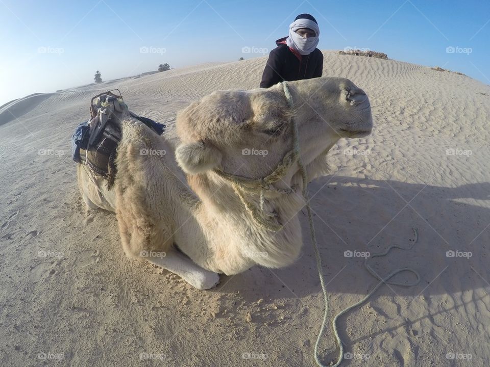 Camel ride in the Sahara desert