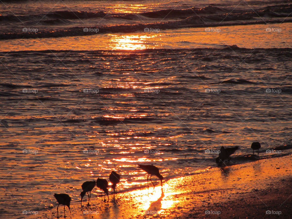 sunset birds by franko23