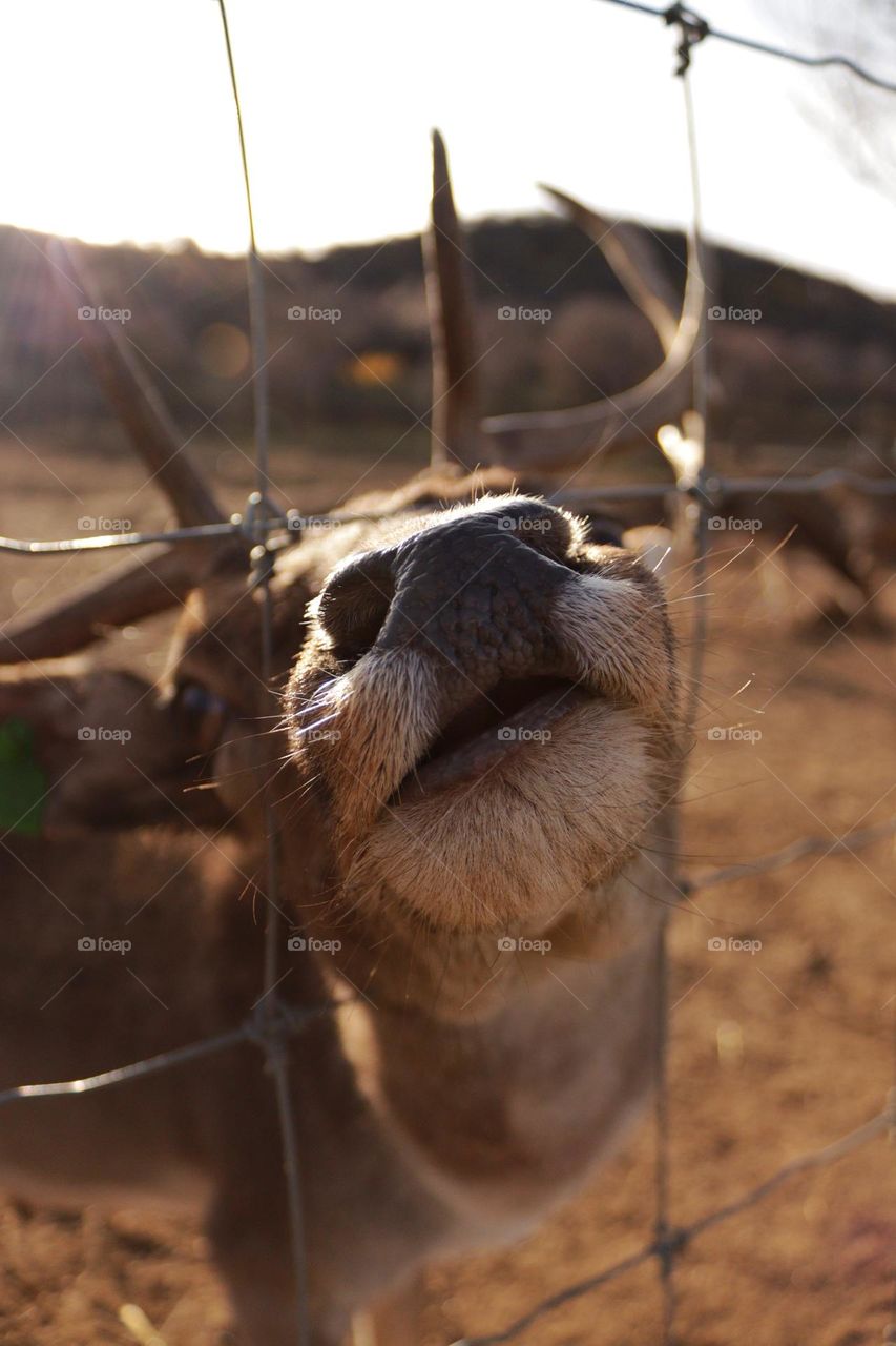 Curious deer