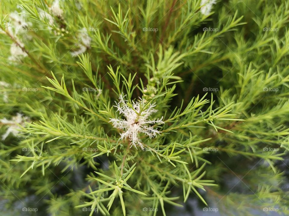 The tea tree blossom
