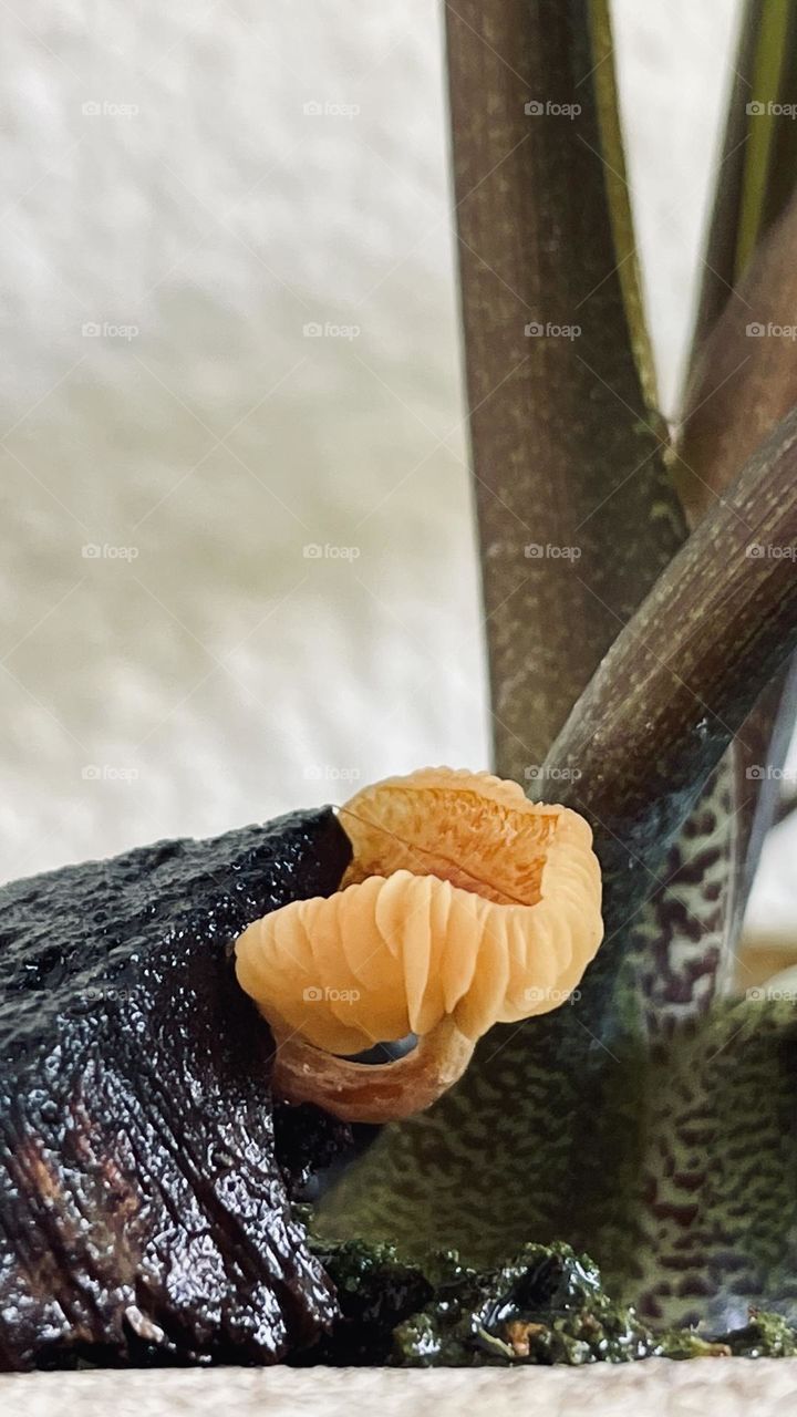 Fungus