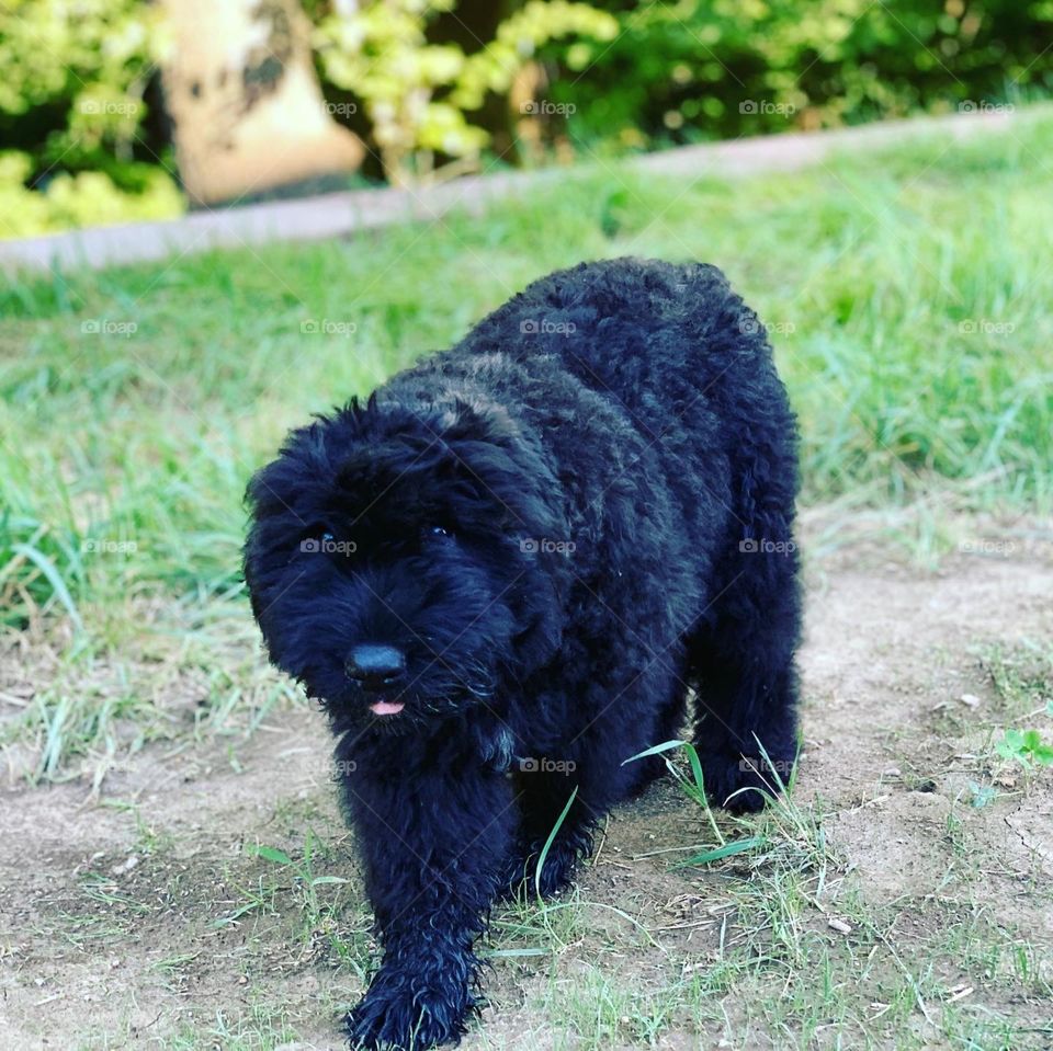 Bouvier Des Flandres puppy