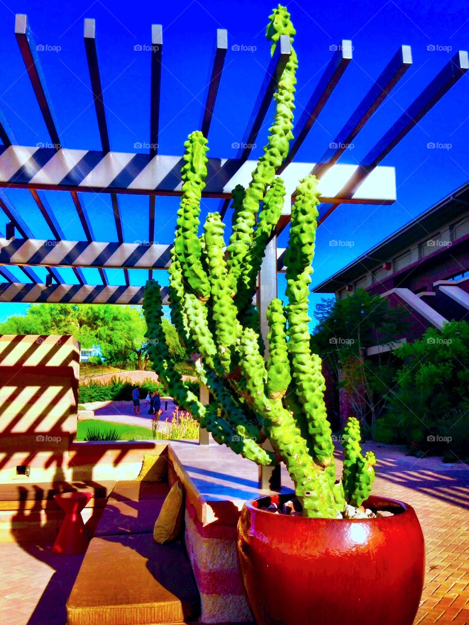 Cacti . Cactus on the veranda