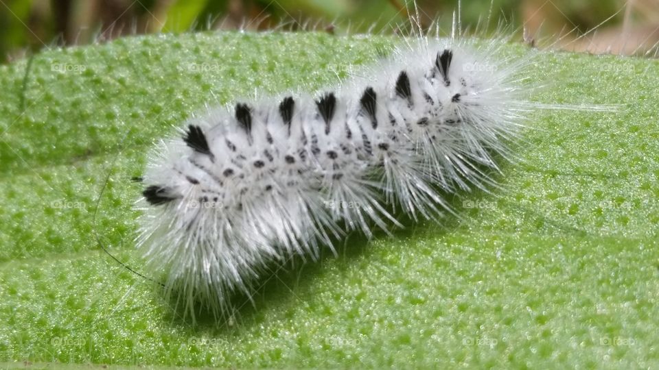 well dressed caterpillar
