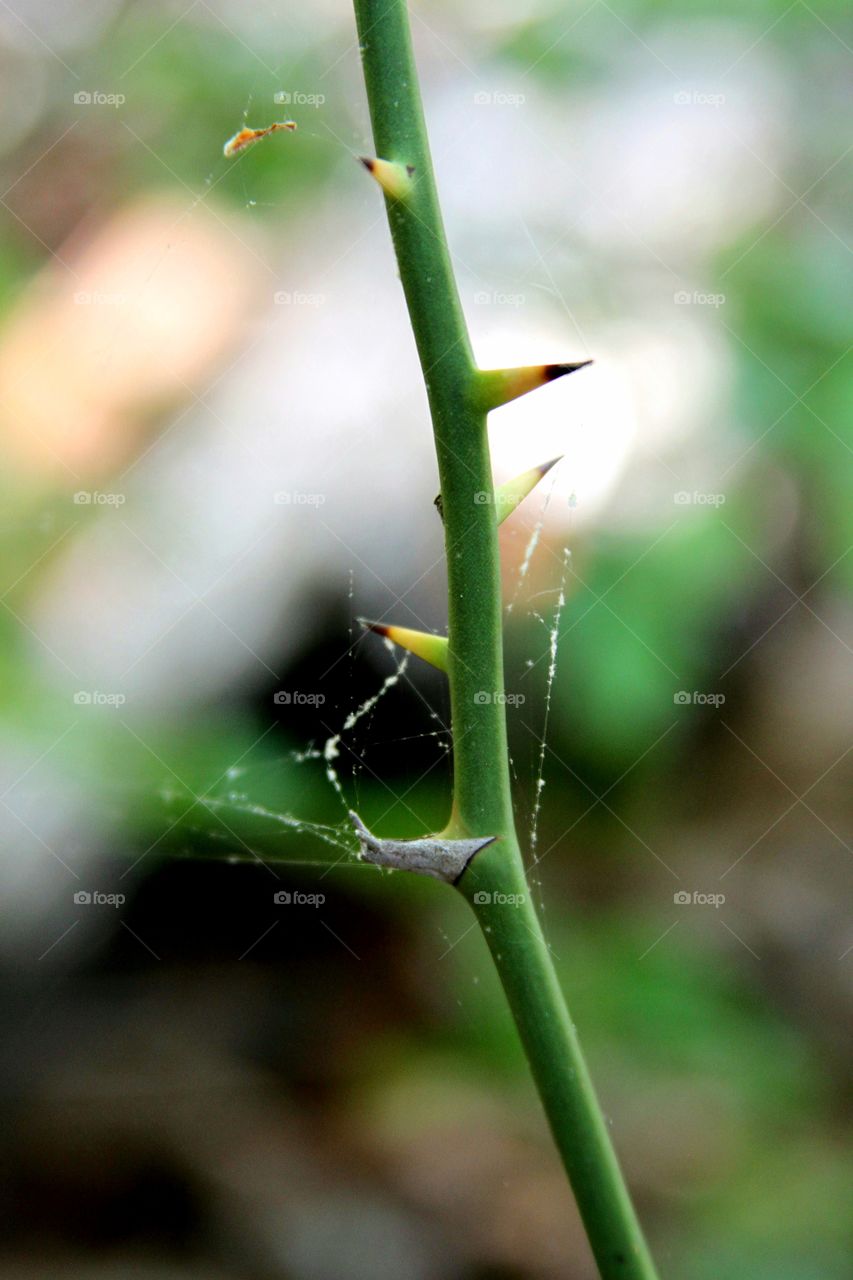 thorns that look like pe