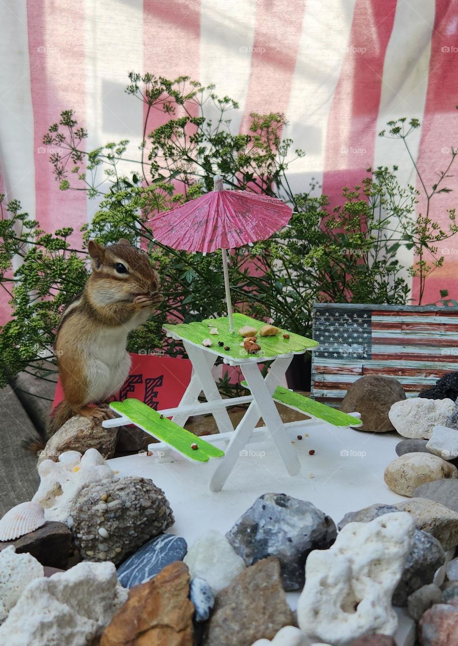 A Fancy Chipmunk Picnic