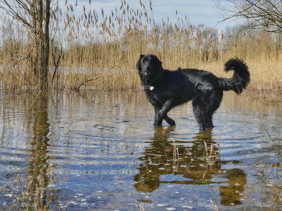 Young dog at lake