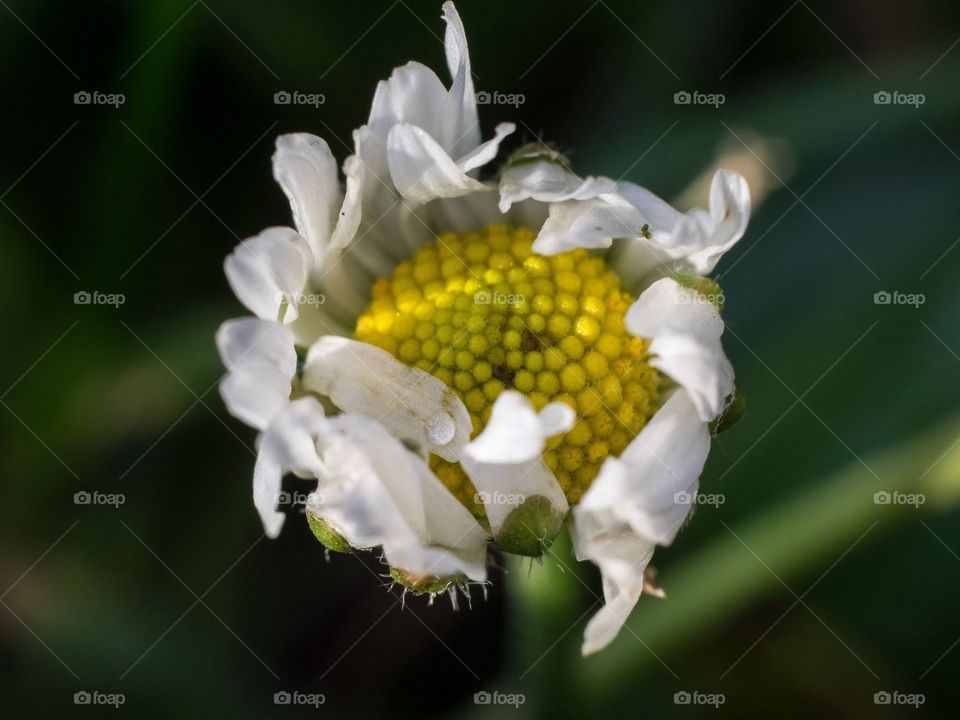 Bellis flower