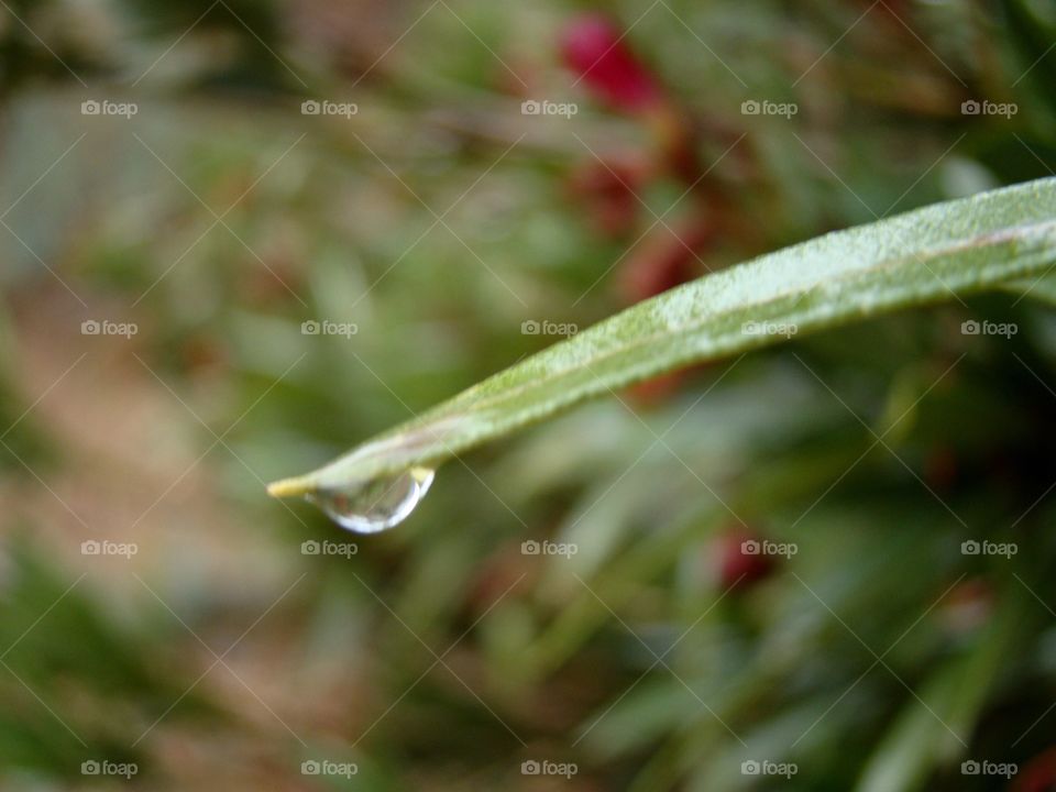 Water drop