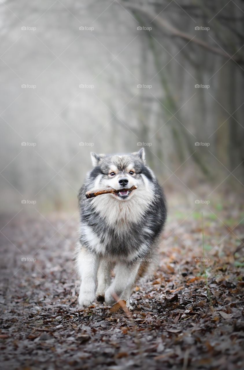 Portrait of a young Finnish Lapphund dog running with stick