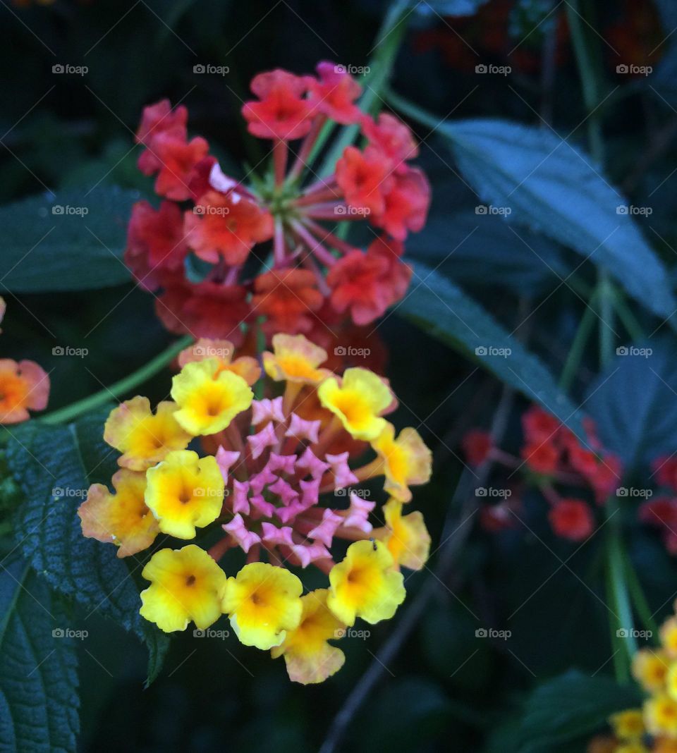 Colorful flowers 