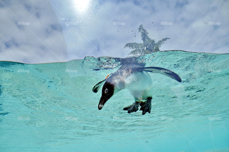 a penguin swimming