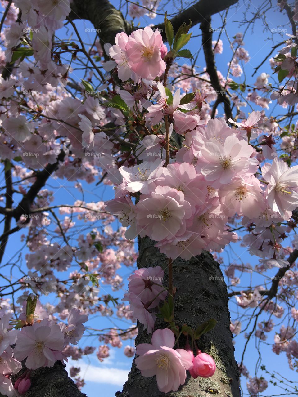 Cherry Blossoms in Bloom at Delaware Park Buffalo, NY