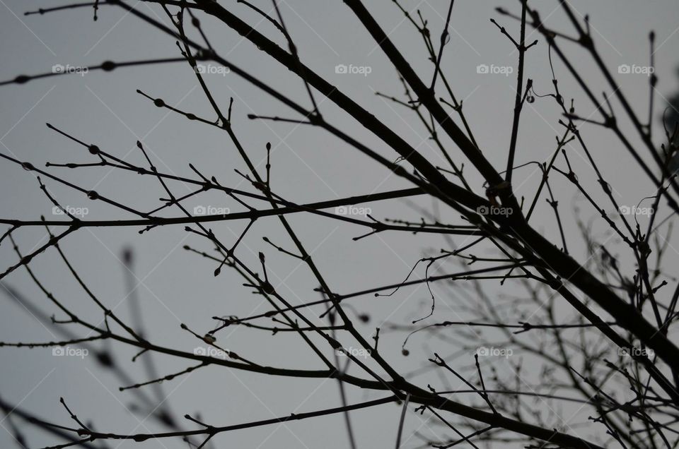 Moody branches