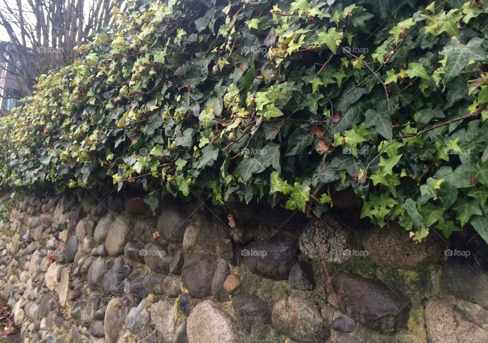 Ivy on stone wall