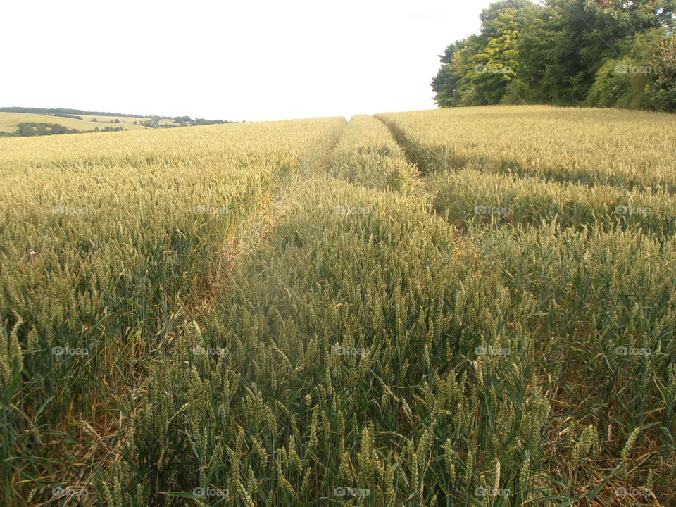 Tractor Tracks In A Wheat Field