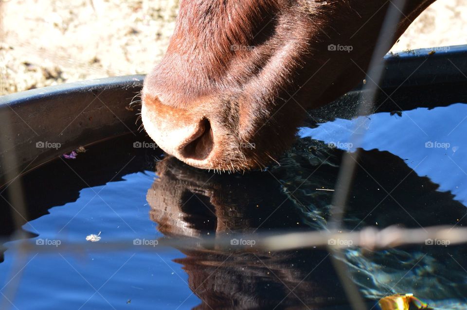 Water trough reflection. 