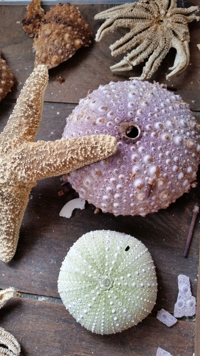 Sea urchins and starfish