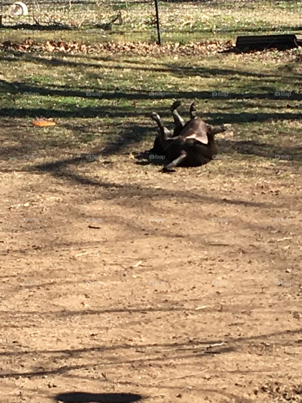 Kwanita scratching her back on the ground on a cool winter day. Silly girl she is.