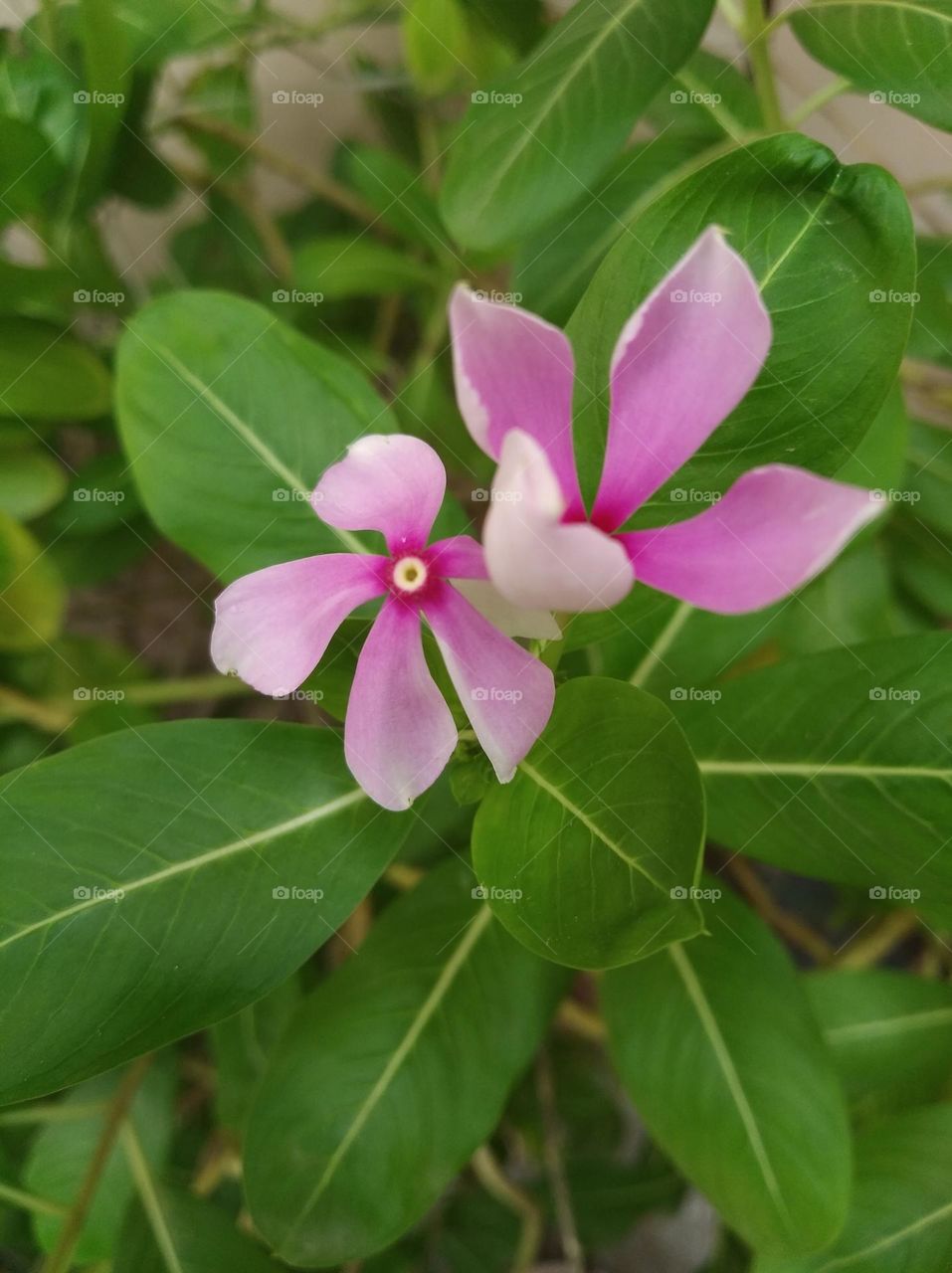 periwinkle pink flower seasonal fresh shurb small size looks very beautiful generally found everywhere