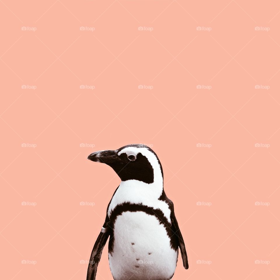 penguin