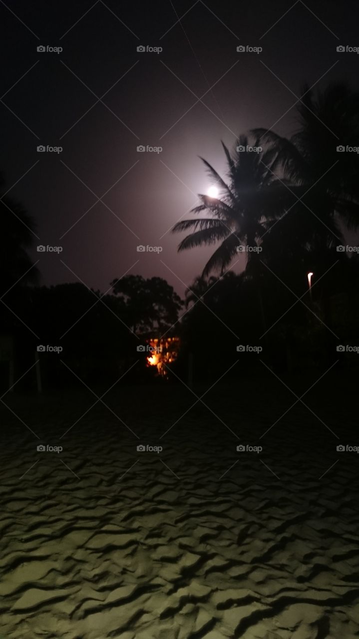 Moonlight silhouette of a palm tree and house on the beach at night