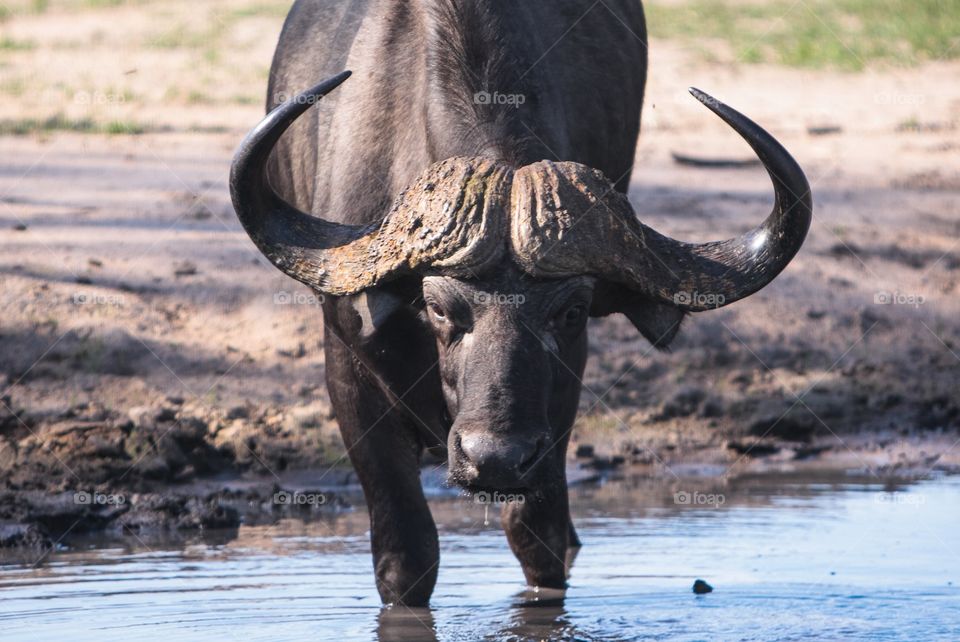 Water buffalo takes some time to enjoy the drink.
