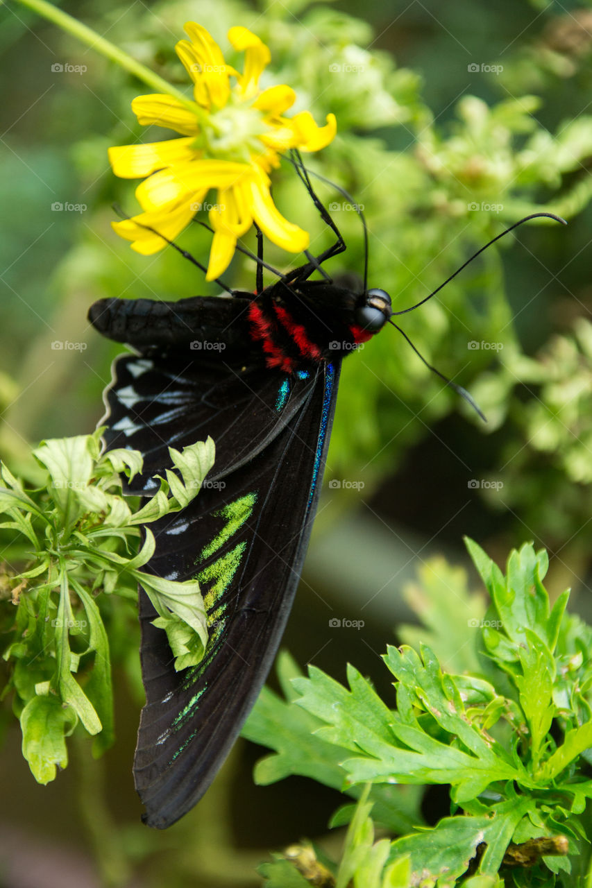 Huge Butterfly in Malaysia 