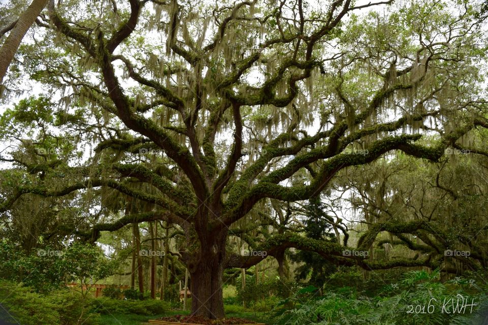 Spectacular Oak Tree - nature trail