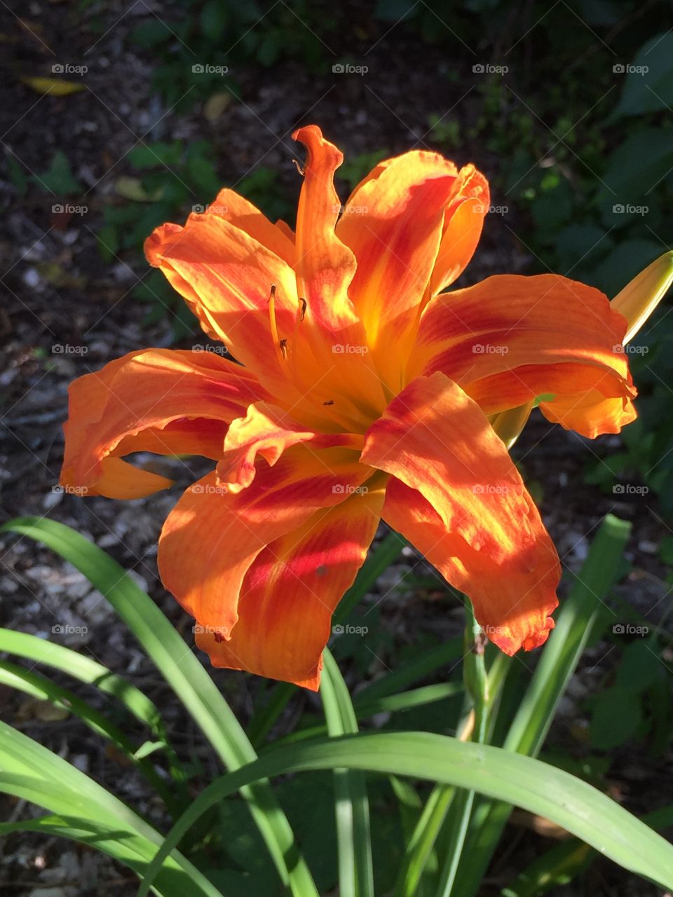 Shedding light on a beautiful flower