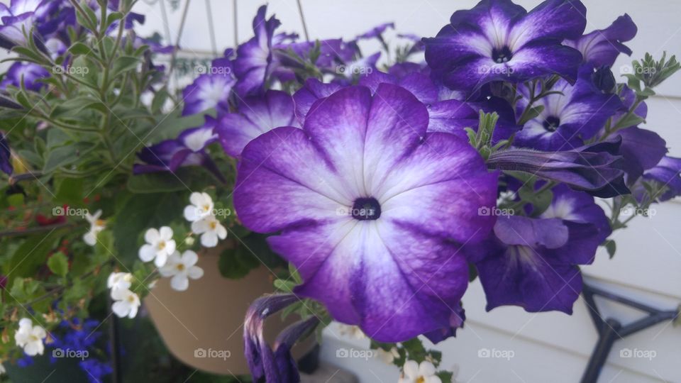 petunias