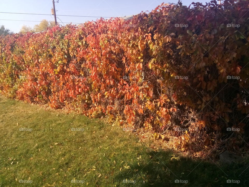 Vine turning orange for fall