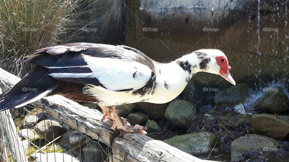 Duck in a park in Cagliari, Italy.